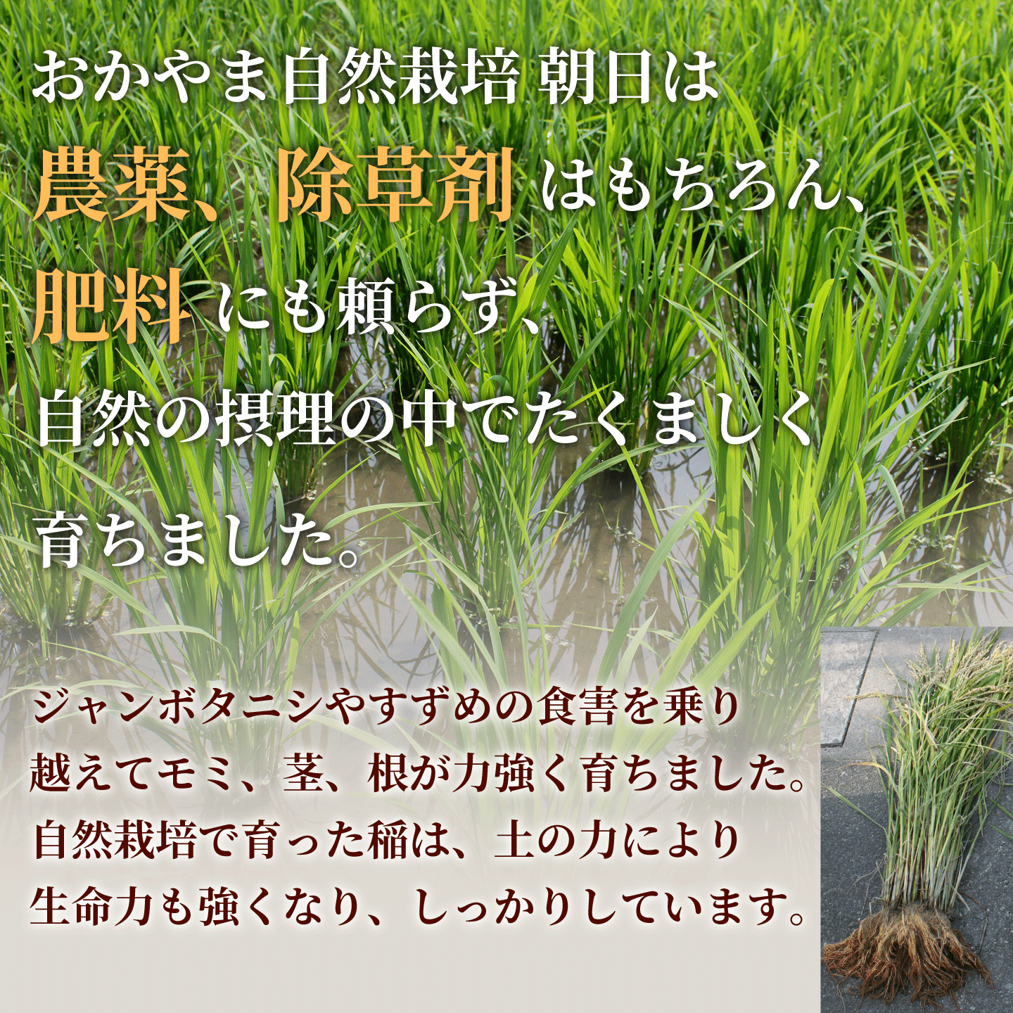 おかやま自然栽培 朝日米 白米 岡山県産 5kg