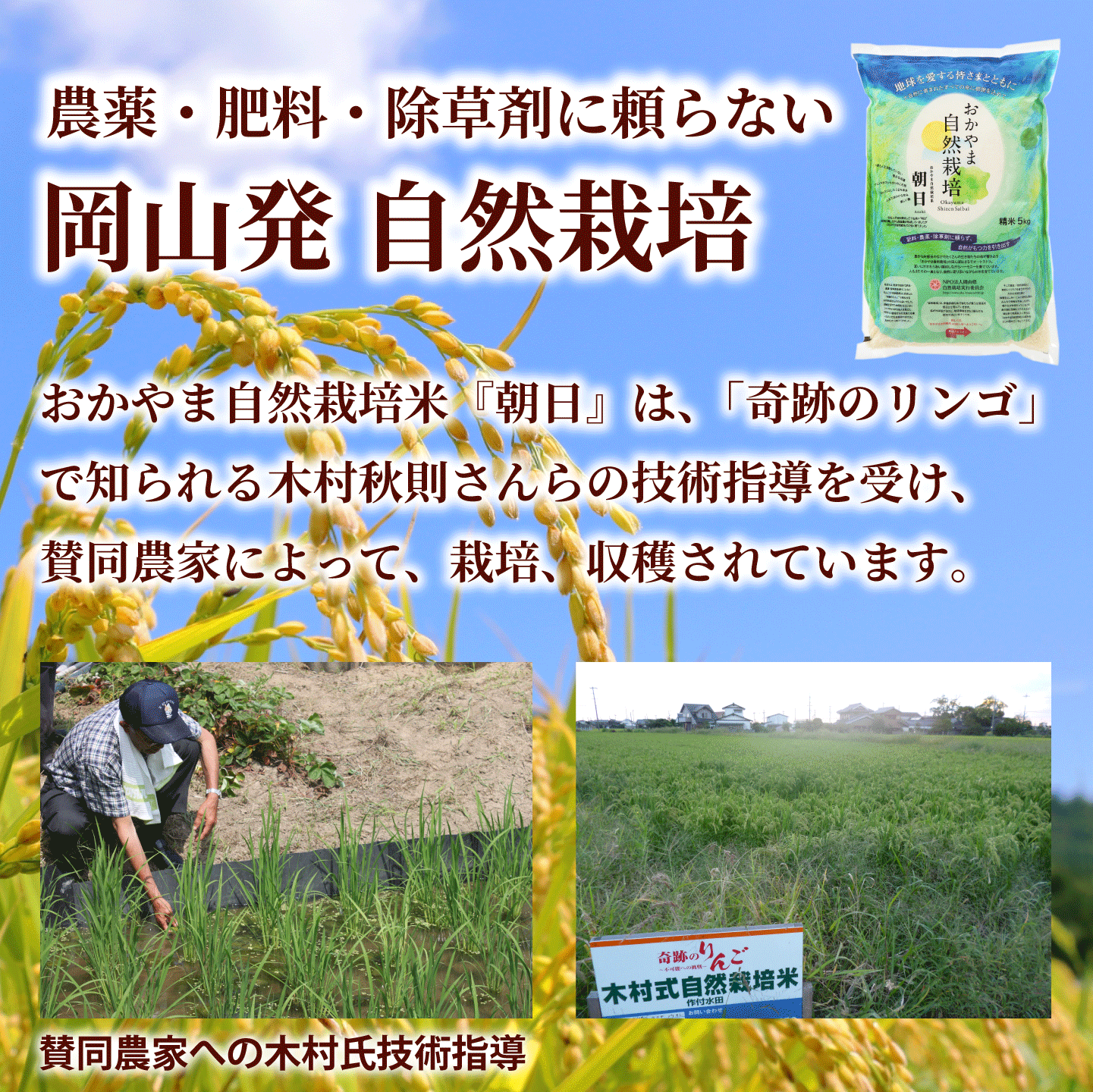 おかやま自然栽培 朝日米 白米 岡山県産 5kg