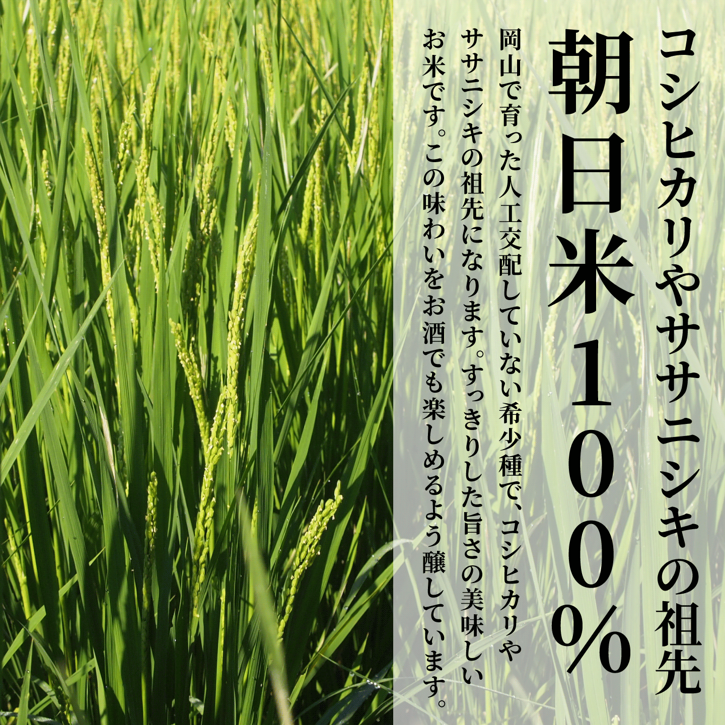 木村式奇跡のお酒 純米吟醸 雄町&朝日 720ml×2本セット ギフトBox入り 【送料込み】